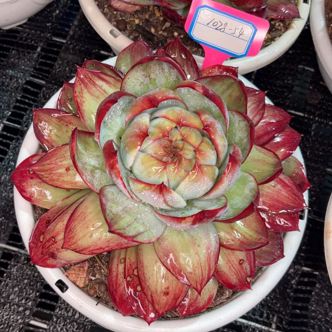 大*萌云舍多肉精选编号1028-54