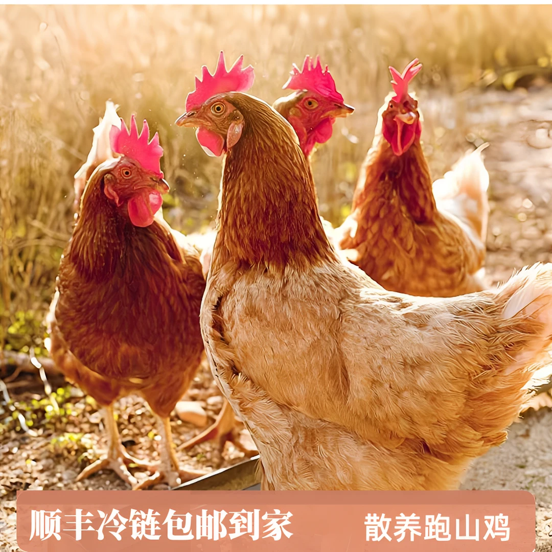 正宗散养土鸡农村散养鸡跑山鸡生鸡肉走地鸡野山鸡土鸡山鸡鸡活鸡