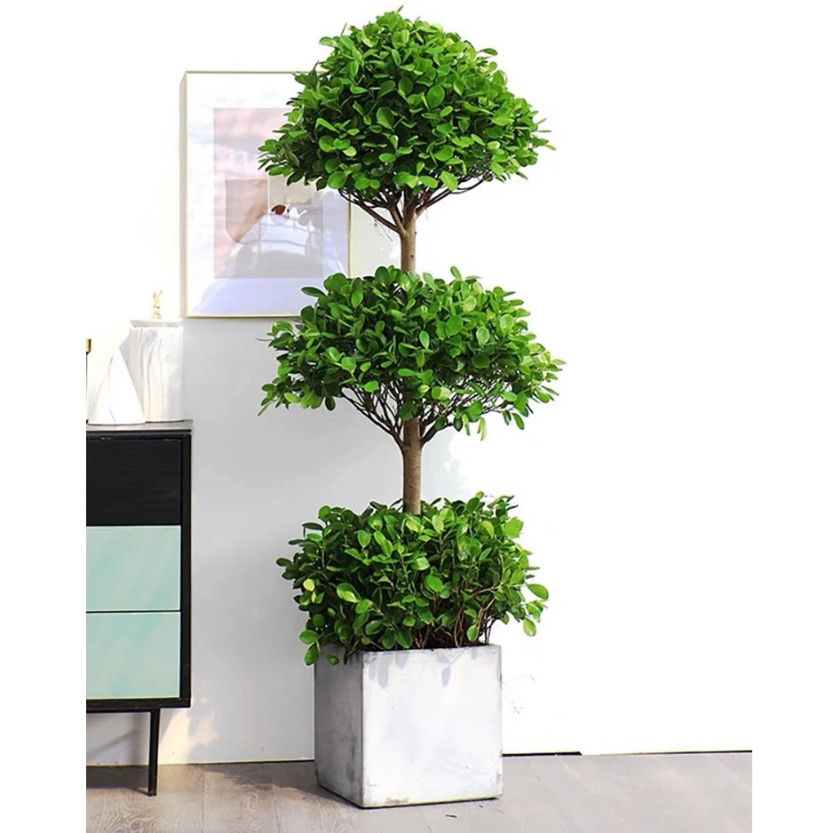 三丛金钱榕室内客厅四季常青大型绿植观叶美观金钱树植物