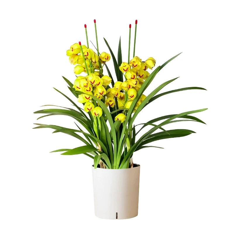 大花蕙兰盆栽室内客厅特级兰花苗盆景四季常青花卉好养植物带花苞