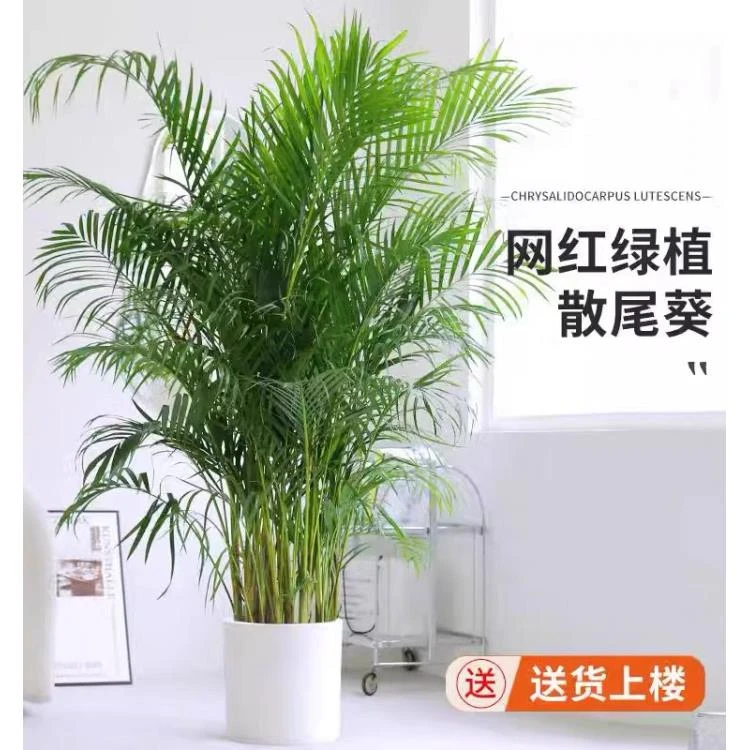 散尾葵凤尾竹室内净化空气办公室吸甲醛网红好养绿植四季常青