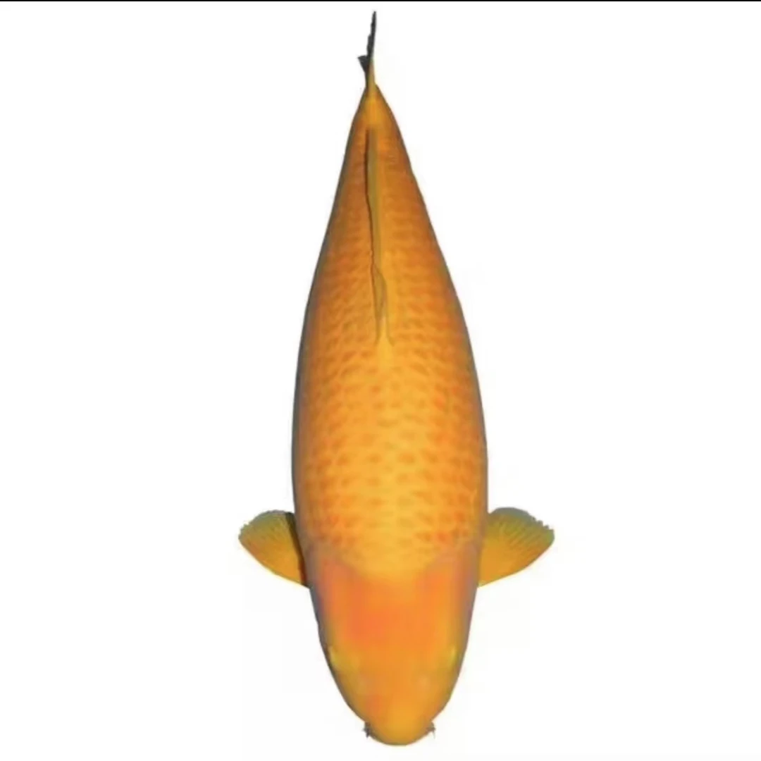 随机15-20公分锦鲤一条 随机锦鲤鱼