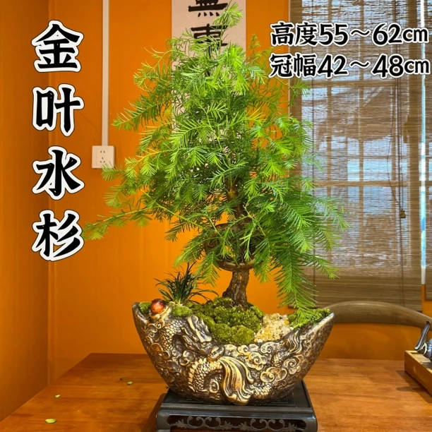 金叶水杉好养室内绿植客厅书房画室书房盆栽中型盆景组合夏季