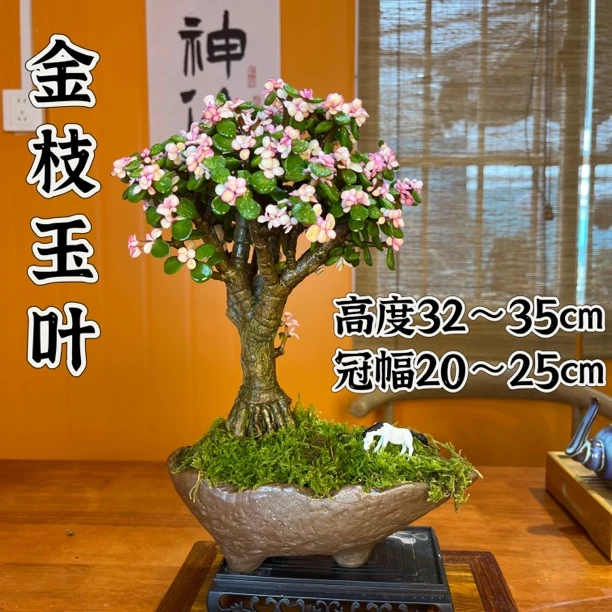 金枝玉叶金玉满堂老桩盆景盆栽室内好养养花茶桌书桌办公室绿植