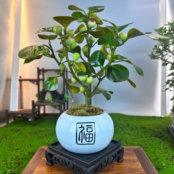 菩提树菲油果室内客厅好养绿植盆景带花盆结果禅意植物茶室微景观