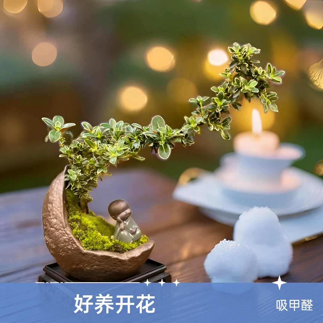 创意微盆景飘枝六月雪盆栽带花盆养开花绿植茶桌小型摆件净化空气