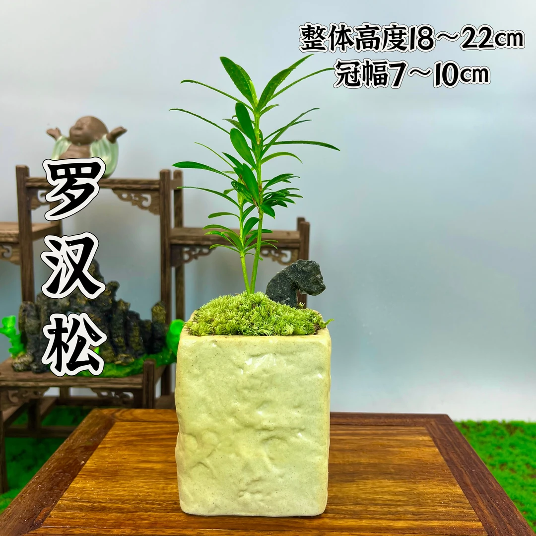 罗汉松室内盆景盆栽好养易活茶室禅意空间意境掌中宝小摆件绿植