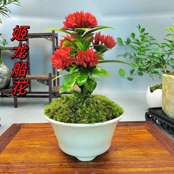 迷你姬龙船花室内开花机器好养绿植盆景微景观茶室空间意境