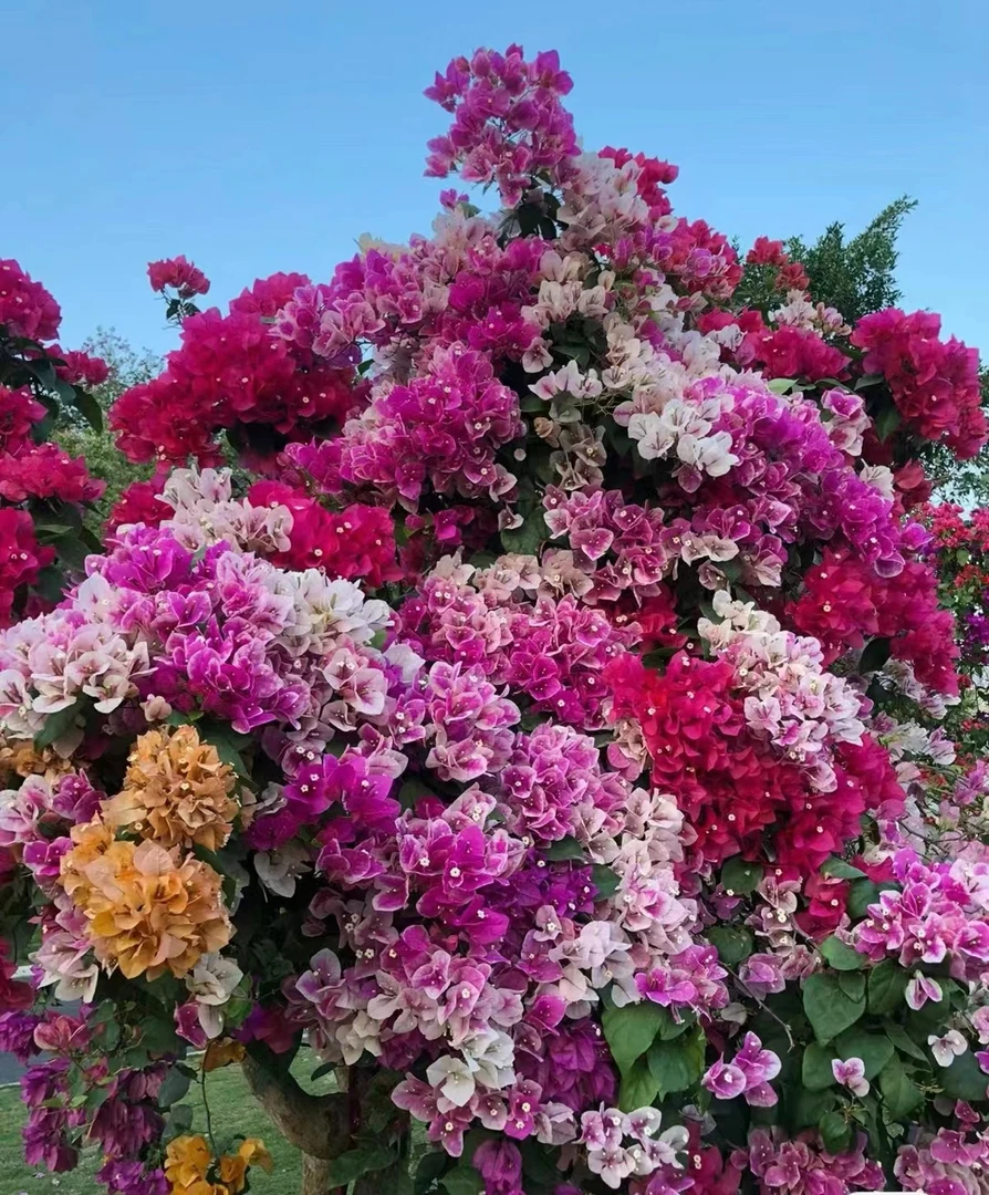 三角梅一物一拍（彩色三角梅)掉花掉叶正常 介意请勿拍 掉花不售后