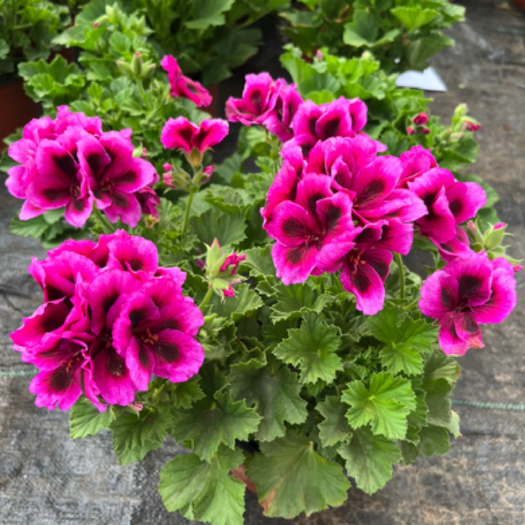 【大花伯爵】 大花天竺葵蝴蝶梅