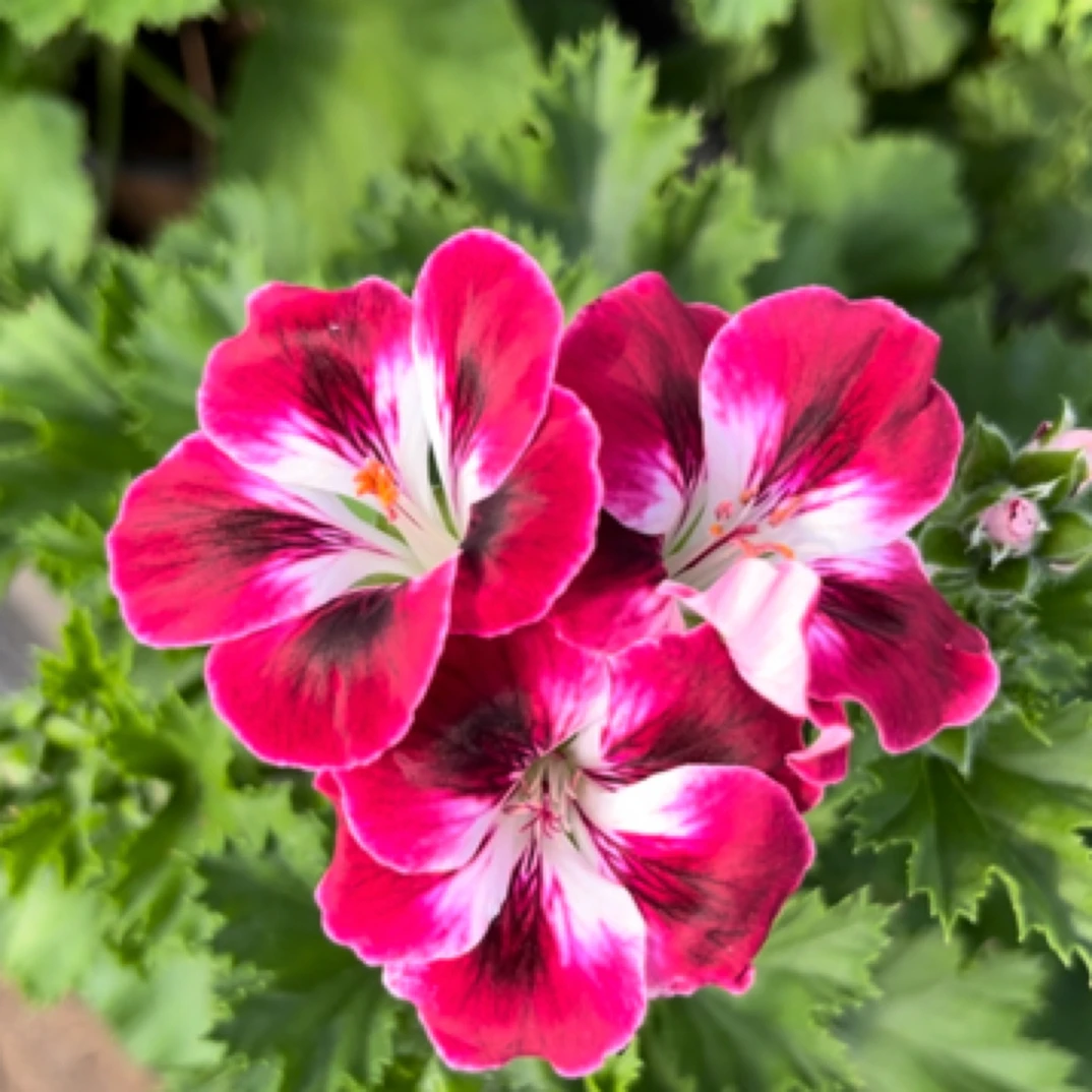 【皇家赛马场】 大花天竺葵蝴蝶梅