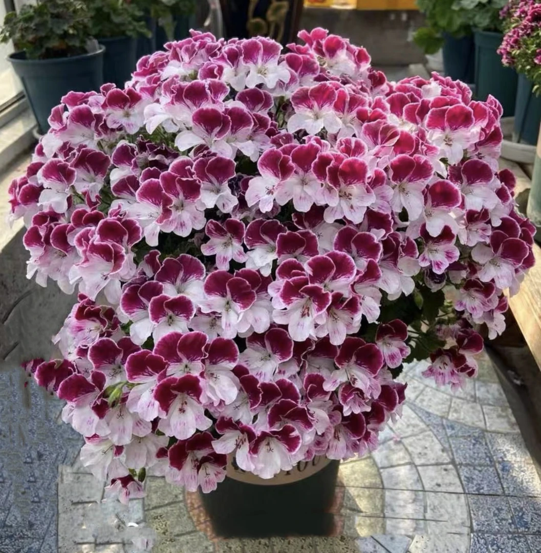 蝴蝶梅（轻微断枝掉花苞属正常现象介意慎拍