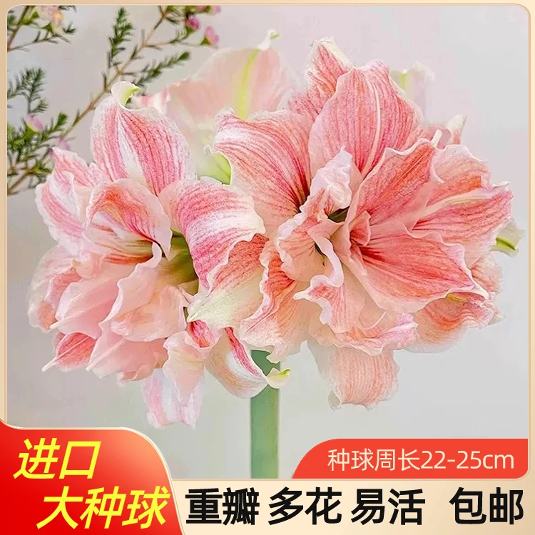朱顶红大种球秘鲁进口多花多样孔雀重瓣阳台观赏花卉植物种植裸球