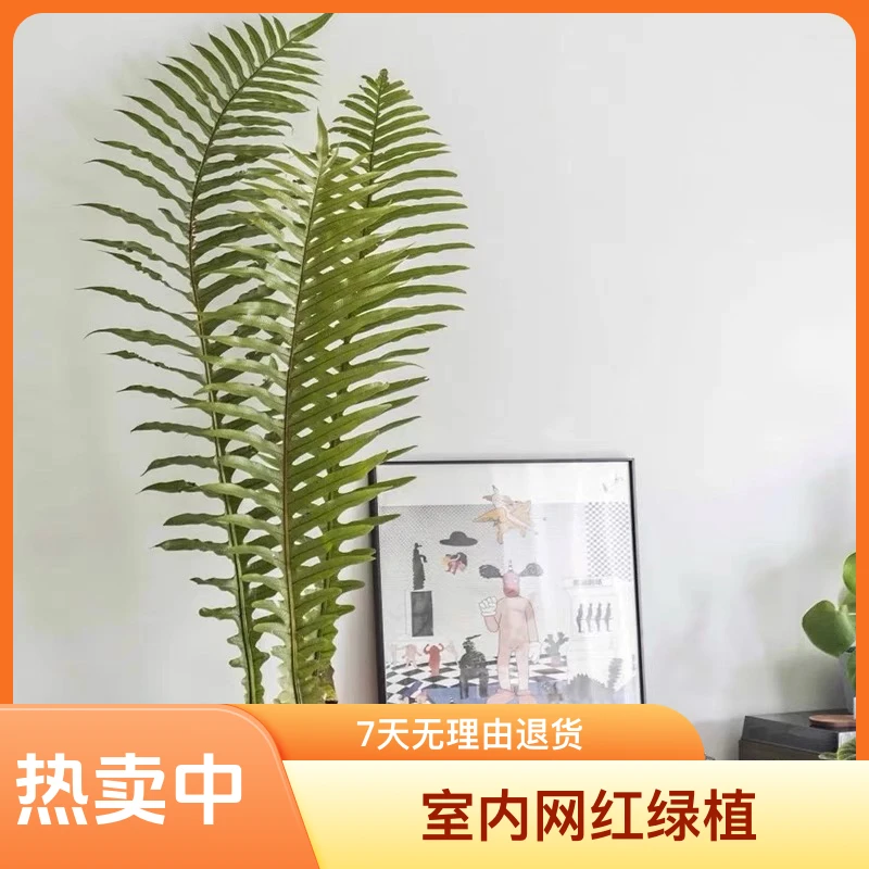 室内网红绿植王冠蕨！室内可净化空气