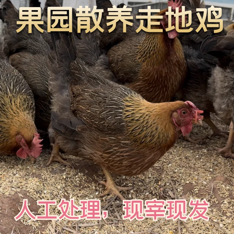 【开心农场】走地鸡220天以上农家散养清远鸡净重2.3斤左右新鲜处理