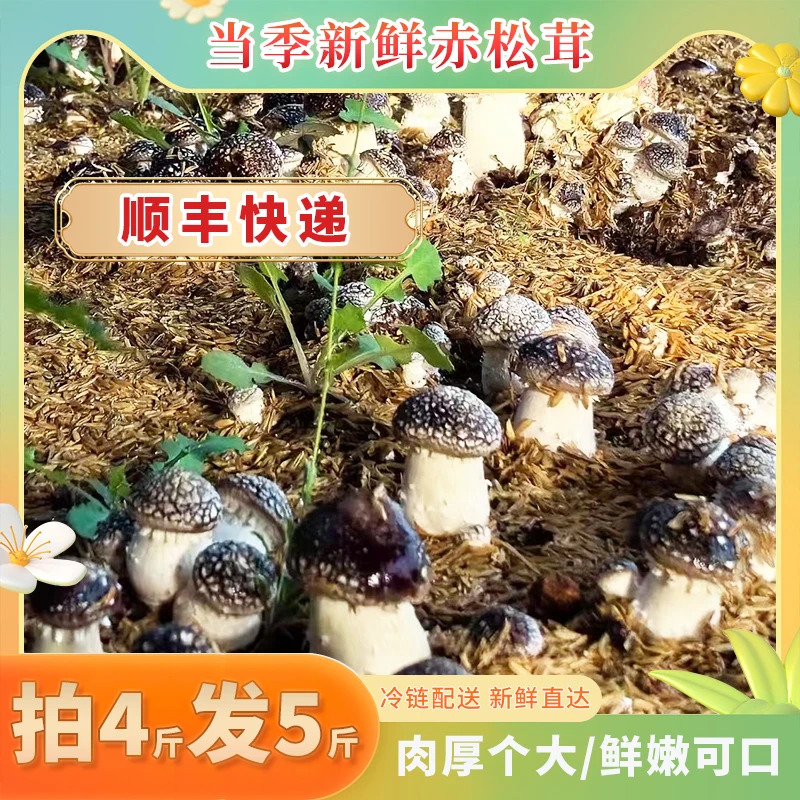 新鲜采摘种植优质赤松茸营养充分甄选美味拍4发5保鲜运输食补密封