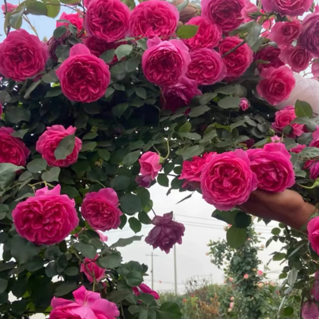 大游行四季开花大花浓香爬藤高手阳台庭院拱门花墙玫瑰花卉植物