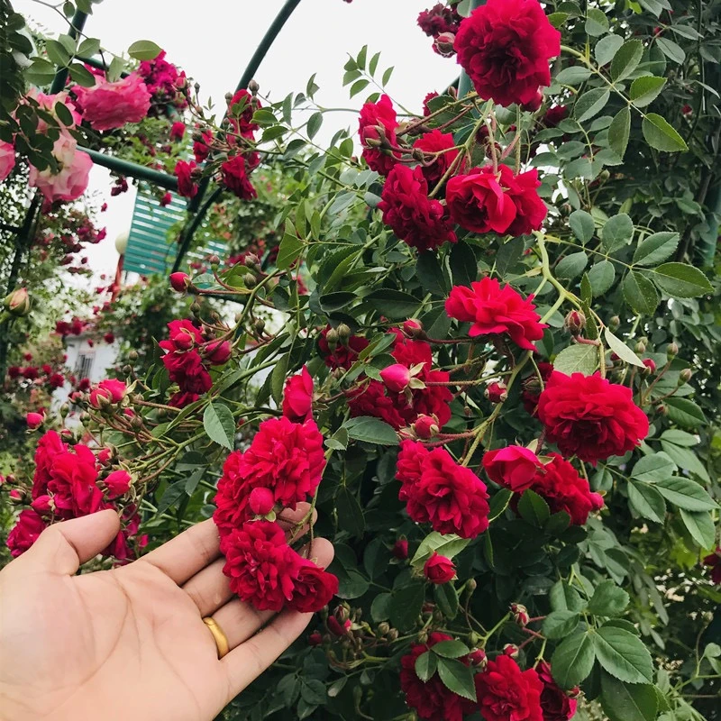 四季无刺爬藤红色丰花多头红木香蔷薇月季花苗庭院阳台花园植物