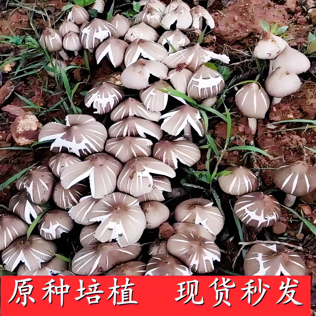 创意鸡枞菌伞把菌高产人工种植菌菇包可室内可室外庭院种植四季