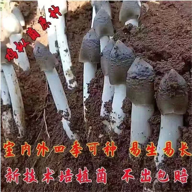 鸡枞菌种子高产伞把菇三塔菌荔枝菌云南食用菌人工种植 菌种包