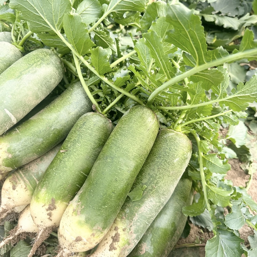 正宗潍坊沙窝水果萝卜新鲜脆甜多汁可口现拔现发青萝卜自家种植，