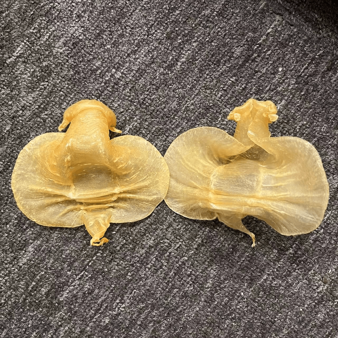 石肚深海鱼胶滋补花胶煲汤炖奶