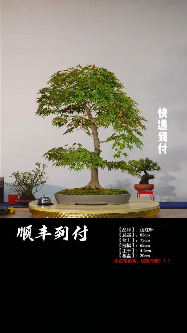 【闪购商品】11x241山红叶bubaoyou