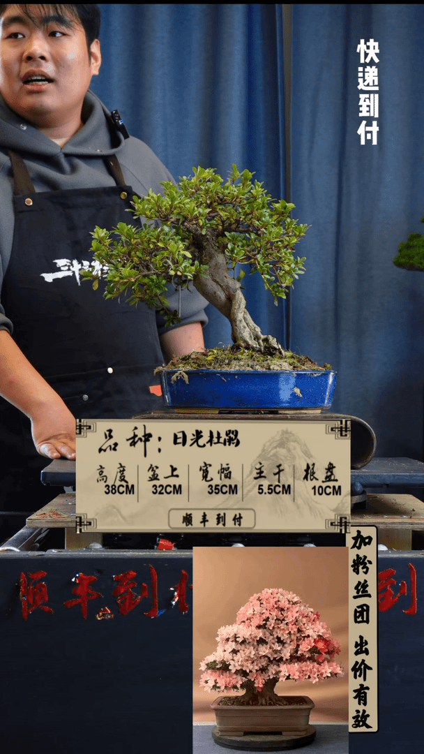 【闪购商品】1刘**膏c943日光杜鹃bubaoyou