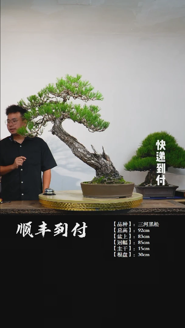 【闪购商品】1x771三河黑松bubaoyou