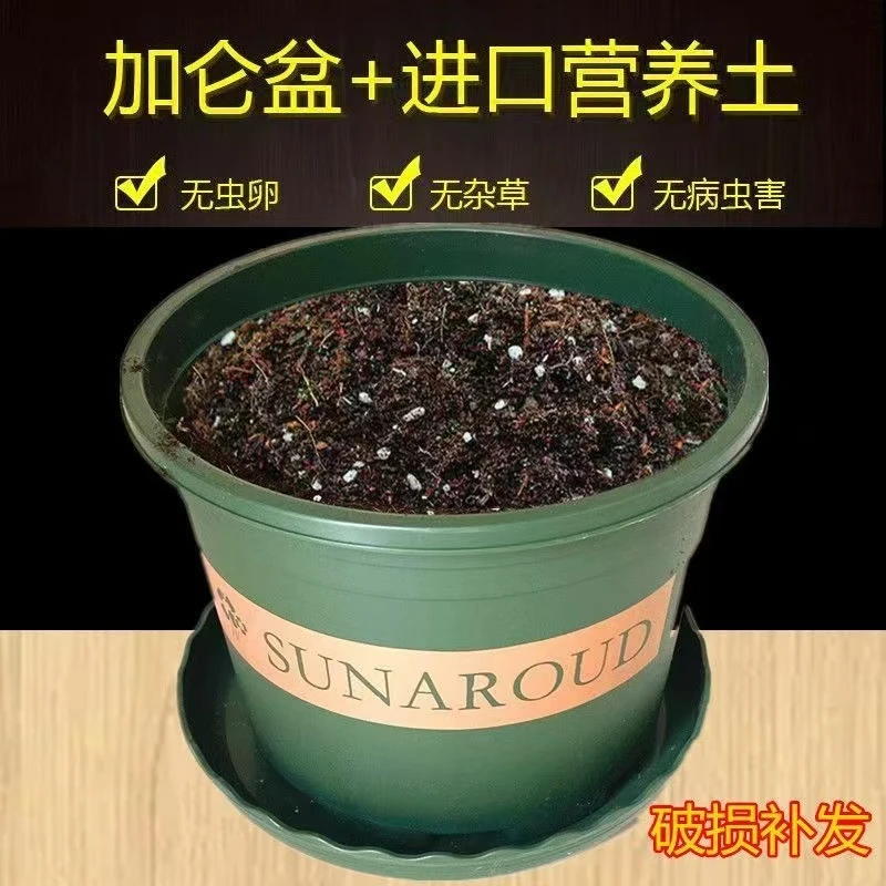 花盆送土塑料盆和泥土种蔬菜绿植花卉月季多肉土壤客厅盆栽营养土