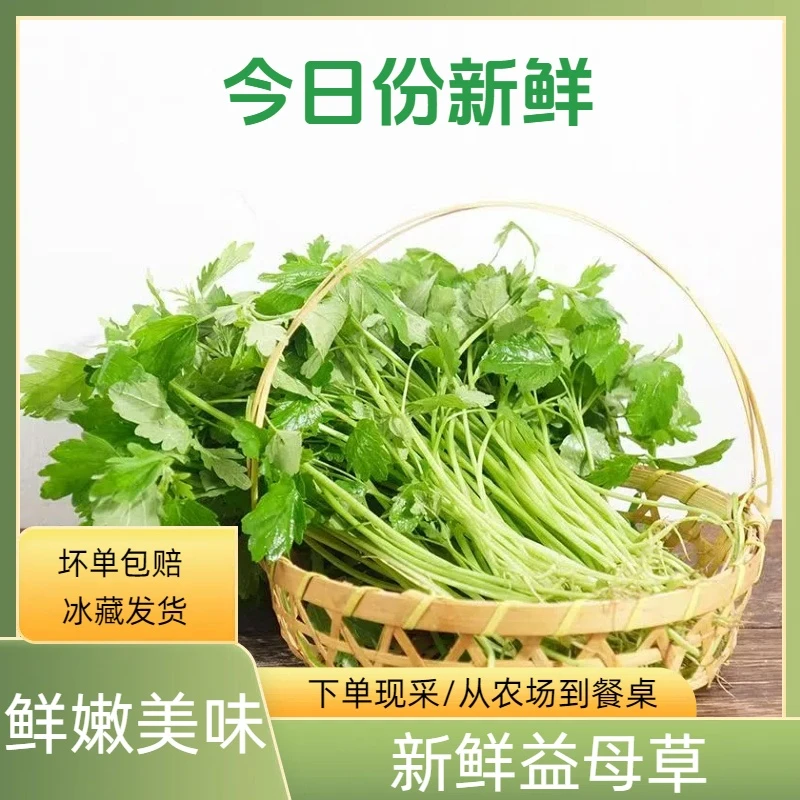 月子必备益母草农家自家种植坤草菜农庄食用野菜沙青麻菜新鲜采摘