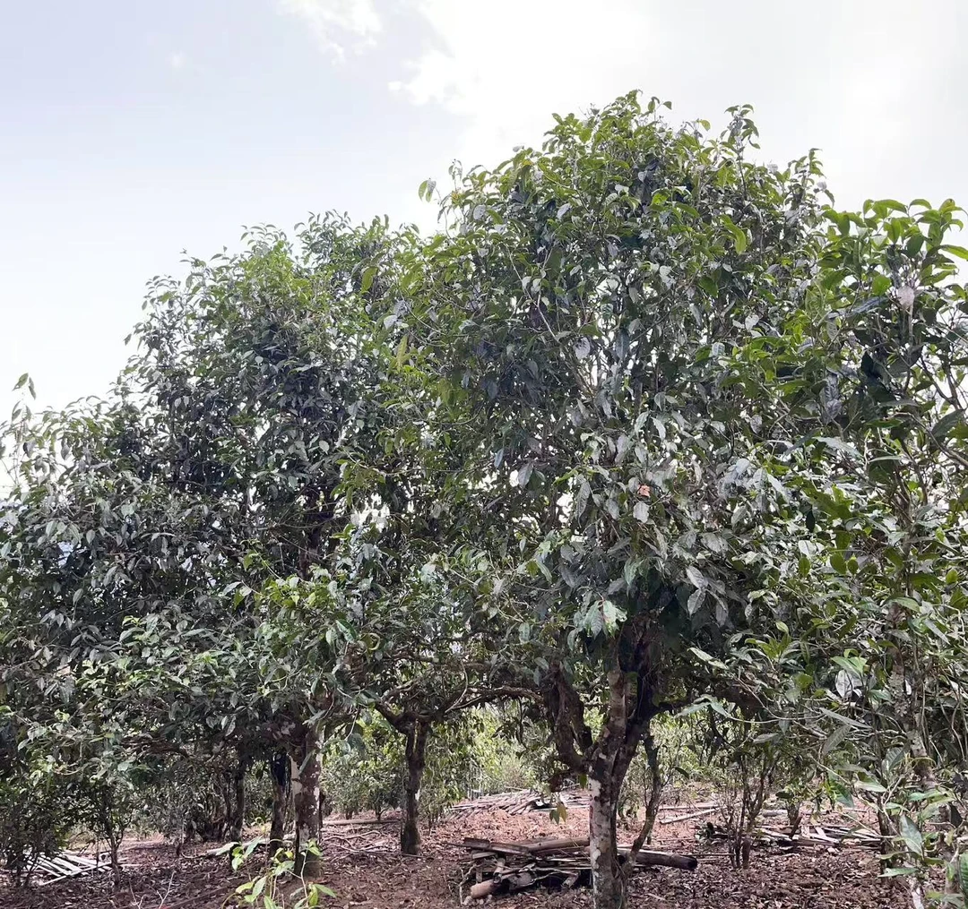 2024年老曼峨古树秋100g普洱茶生茶