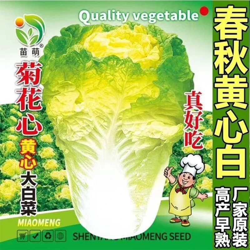 (拍2发4)菊花心大白菜种子黄心大白菜耐热阳台秋冬季蔬菜种子原装