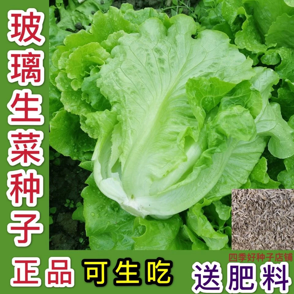 （拍2发4）甜脆玻璃生菜种子脆嫩生吃生菜种籽阳台四季盆栽春季蔬菜