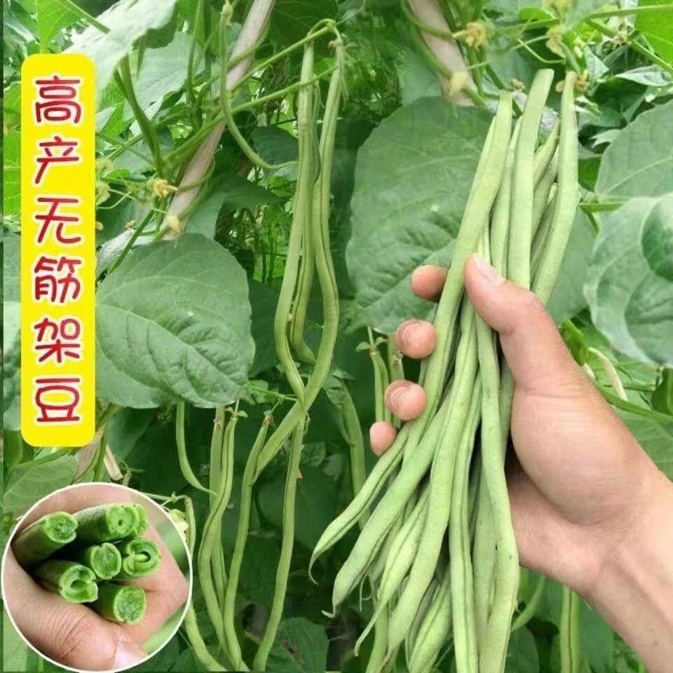 （拍2发4）无筋架豆王种子肉厚四季豆特长无筋豆角荚长高产无丝种子