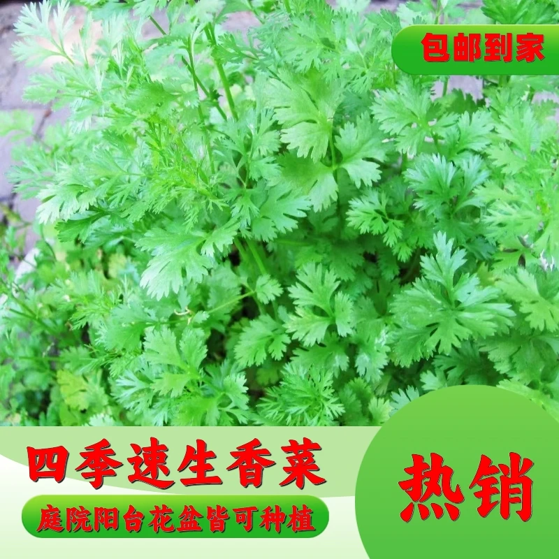 (拍2发4）四季大叶香菜种子阳台室内花卉盆栽庭院蔬菜种子四季种子
