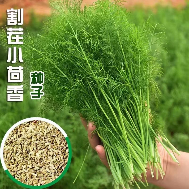 【拍2发4】割茬小茴香种子四季盆栽阳台庭院春夏秋种蔬耐寒鲜嫩