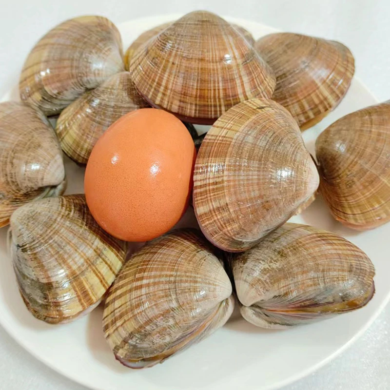 大文贝鲜活野生超特大黄蚬子黄金贝无沙连云港贝类海鲜黄贝纹贝