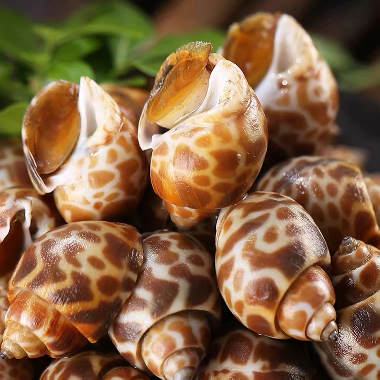 花螺鲜活熟冻海螺海鲜东风螺新鲜猫眼螺冷冻凤螺顺丰