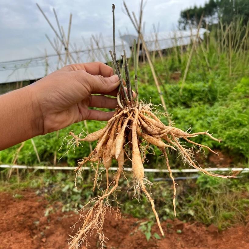 广西老梁红花百部种植苗百部种植基地200株包邮