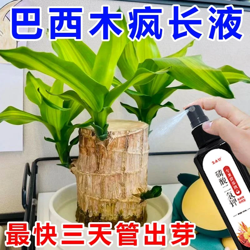 巴西木营养液专业型养花肥料幸运木水培水养植物肥料家用盆栽通用