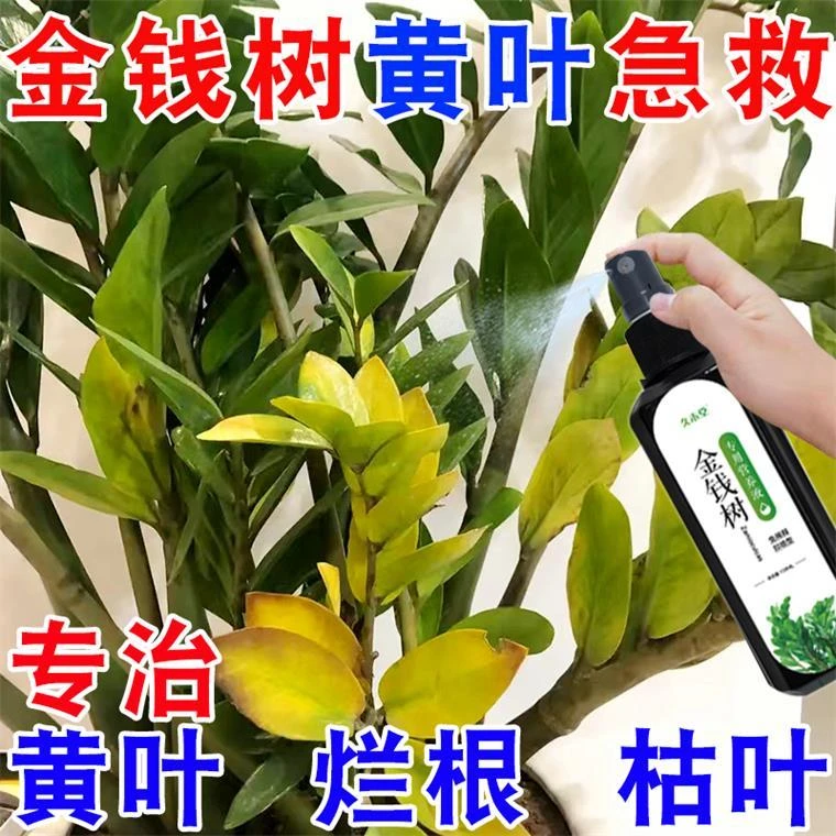 金钱树营养液专用催芽防黄叶烂根枯萎免稀释液体肥抗病壮苗