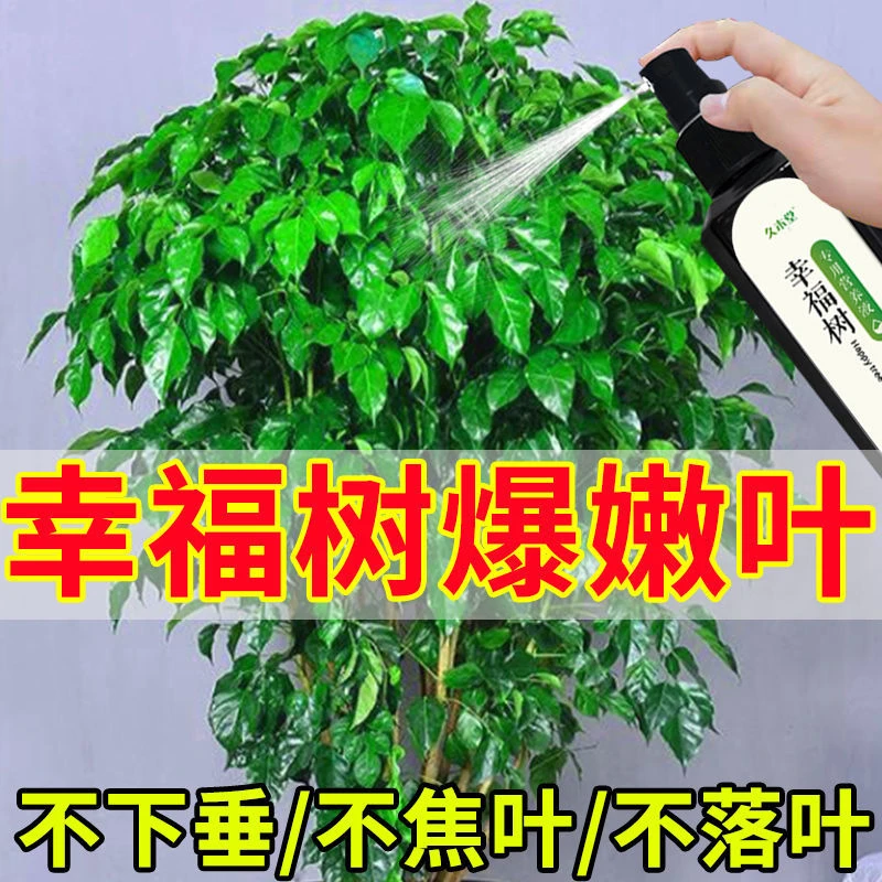 幸福树专用营养液防黄叶枯叶掉叶下垂叶斑烂根专用肥料生长