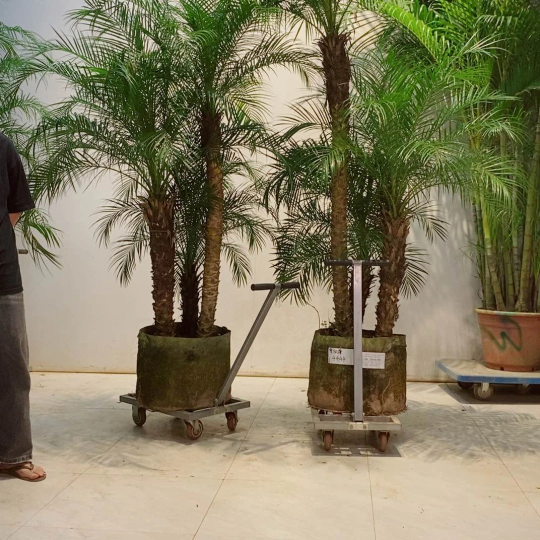 赵*第我要不明天要回去看看这一