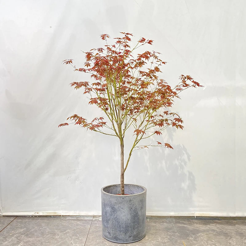 520红枫树中国红树耐寒室内室外红枫庭院园林盆栽地栽户外三季红