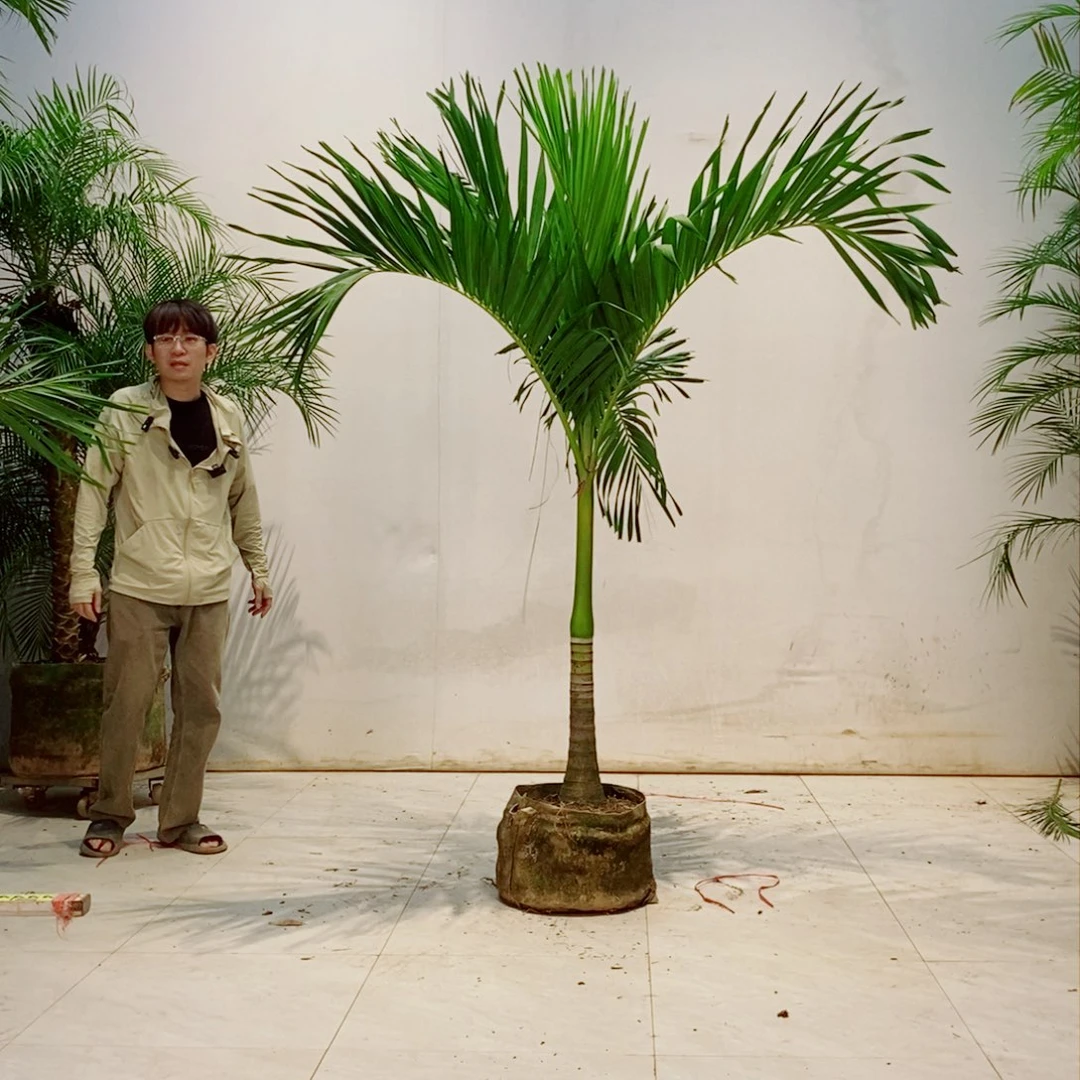 ?****?圣诞椰子树