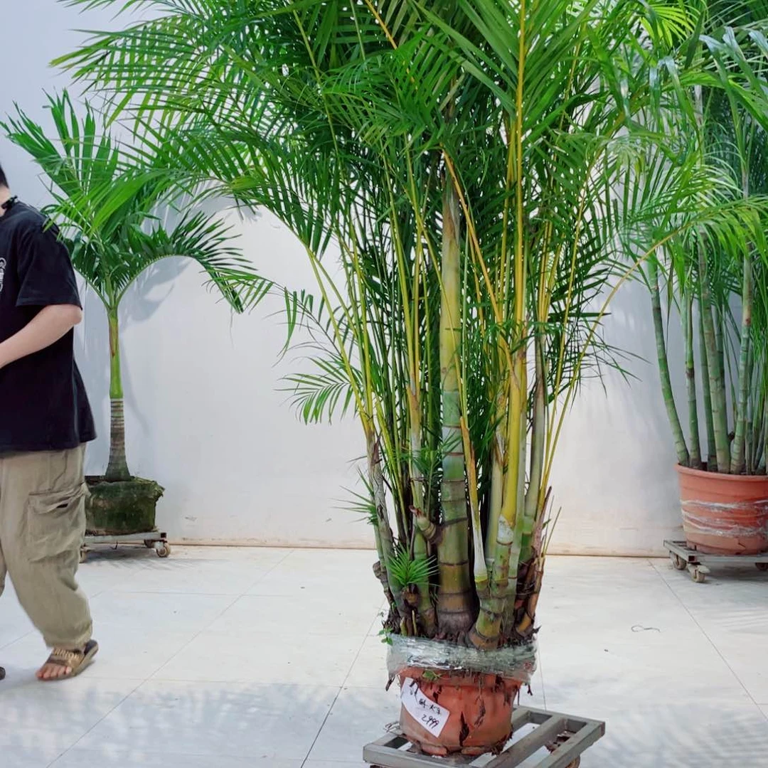 春***车法国总统和uii the