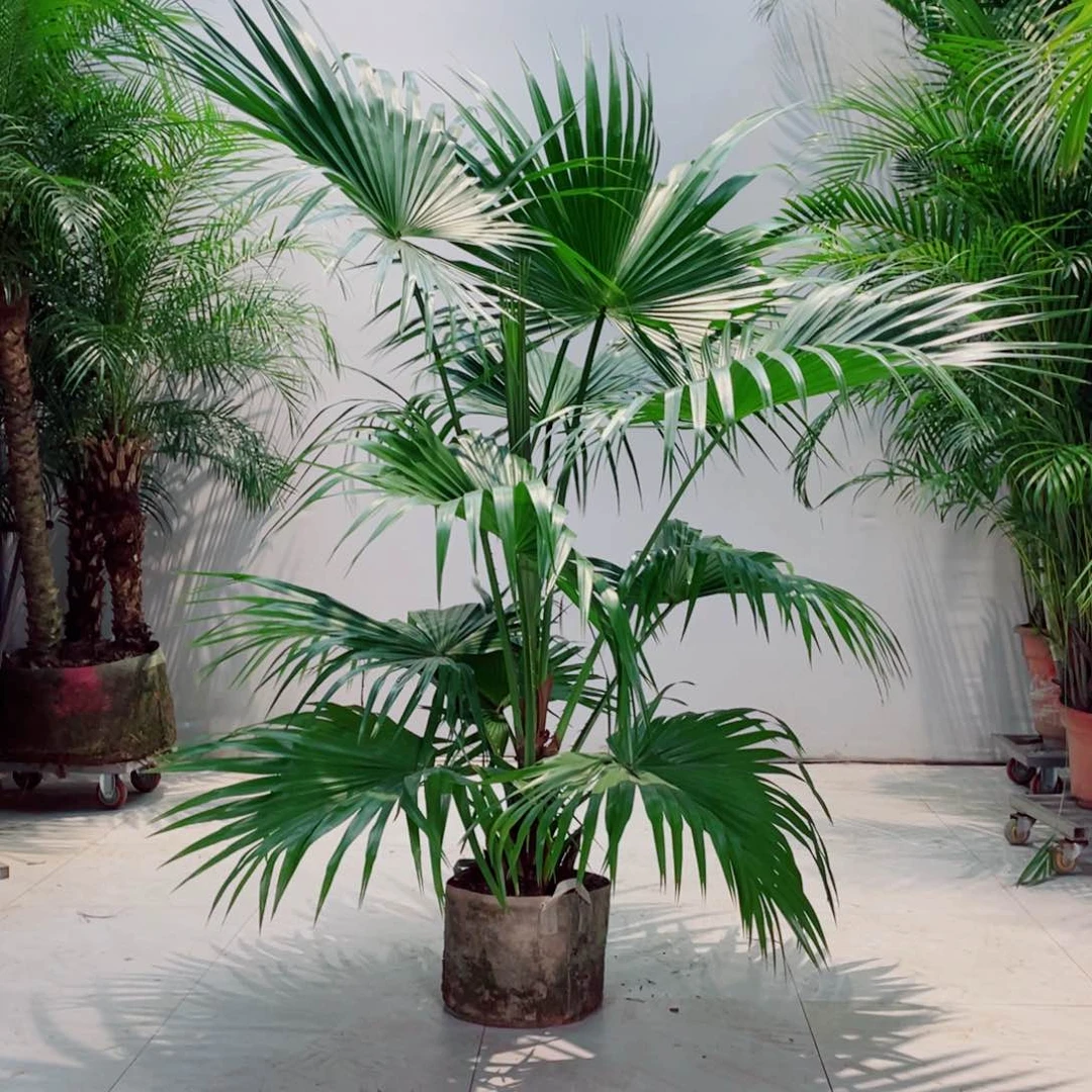 农***叔去年的今天下午去吃了