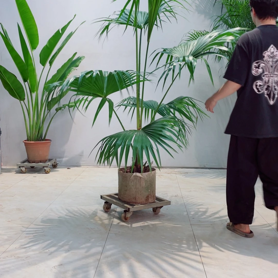 H*涵椰子树下个礼拜就去买