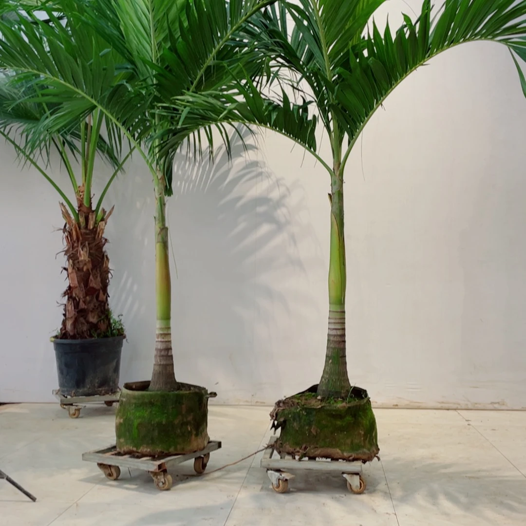 ?****?椰子树rfggghhh